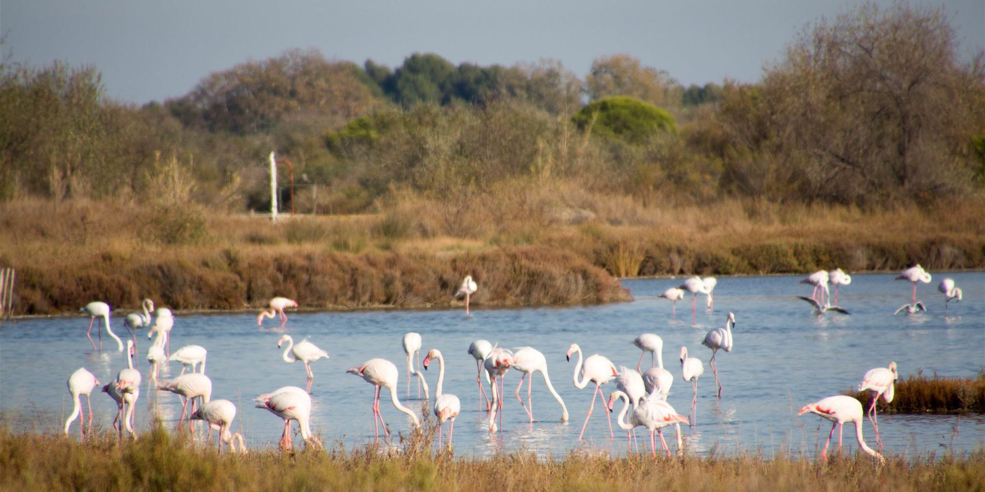 Flamingos in den Etangs