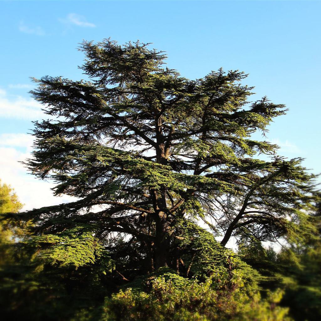Die große Zeder im Park der Auberge