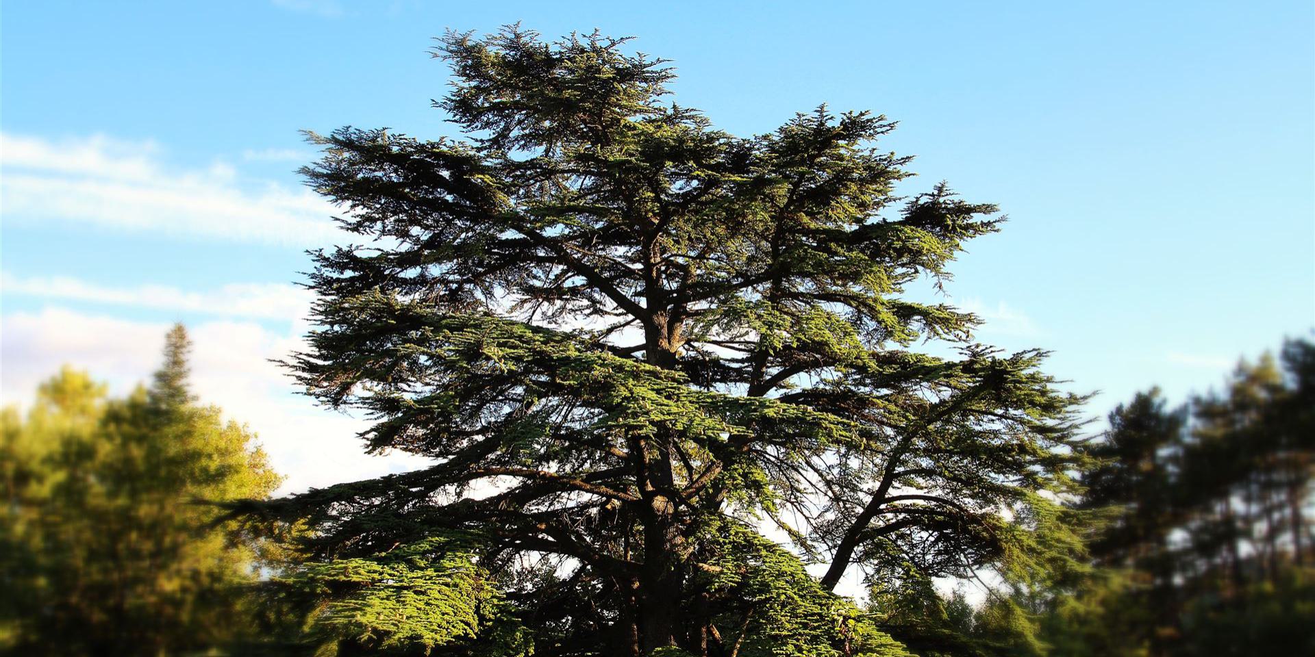 Die große Zeder im Park der Auberge